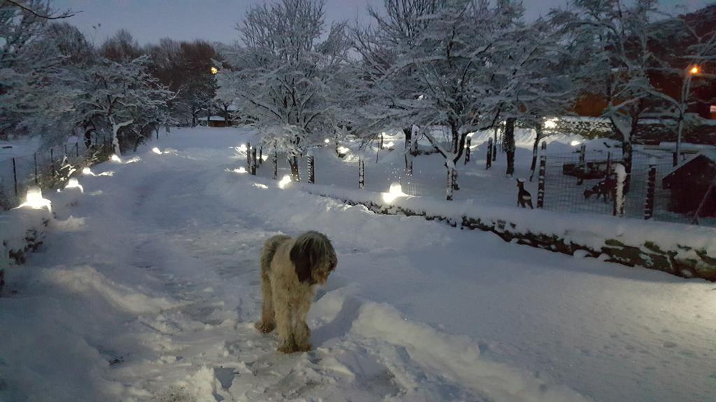 Vila Casa Bunicului Vistisoara Exteriér fotografie